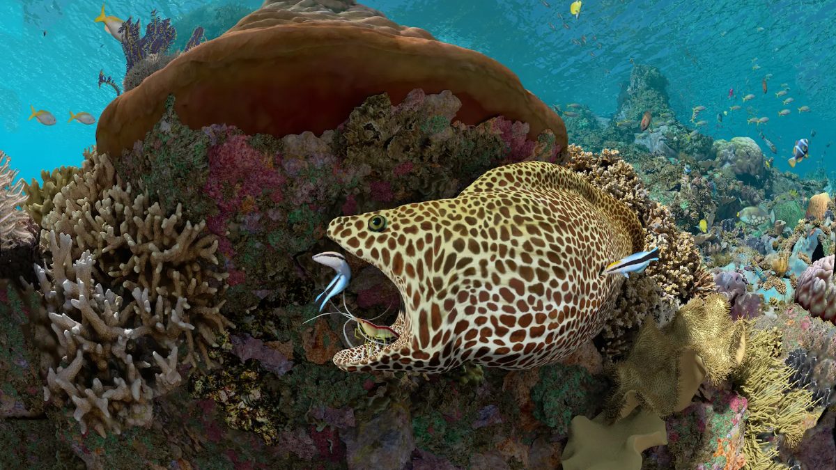 Promotional artwork for Expedition Reef